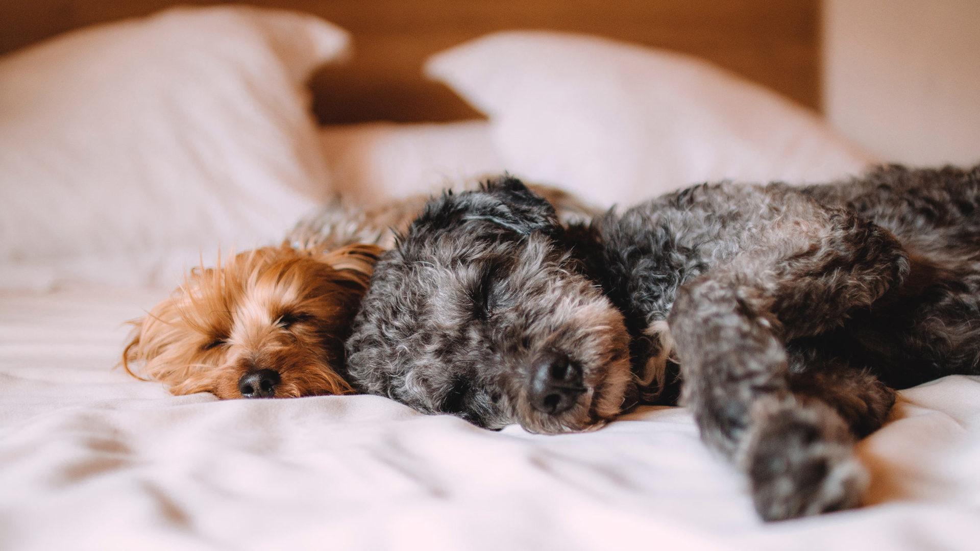 Schlafende Hunde auf weißer Sommerbettwäsche