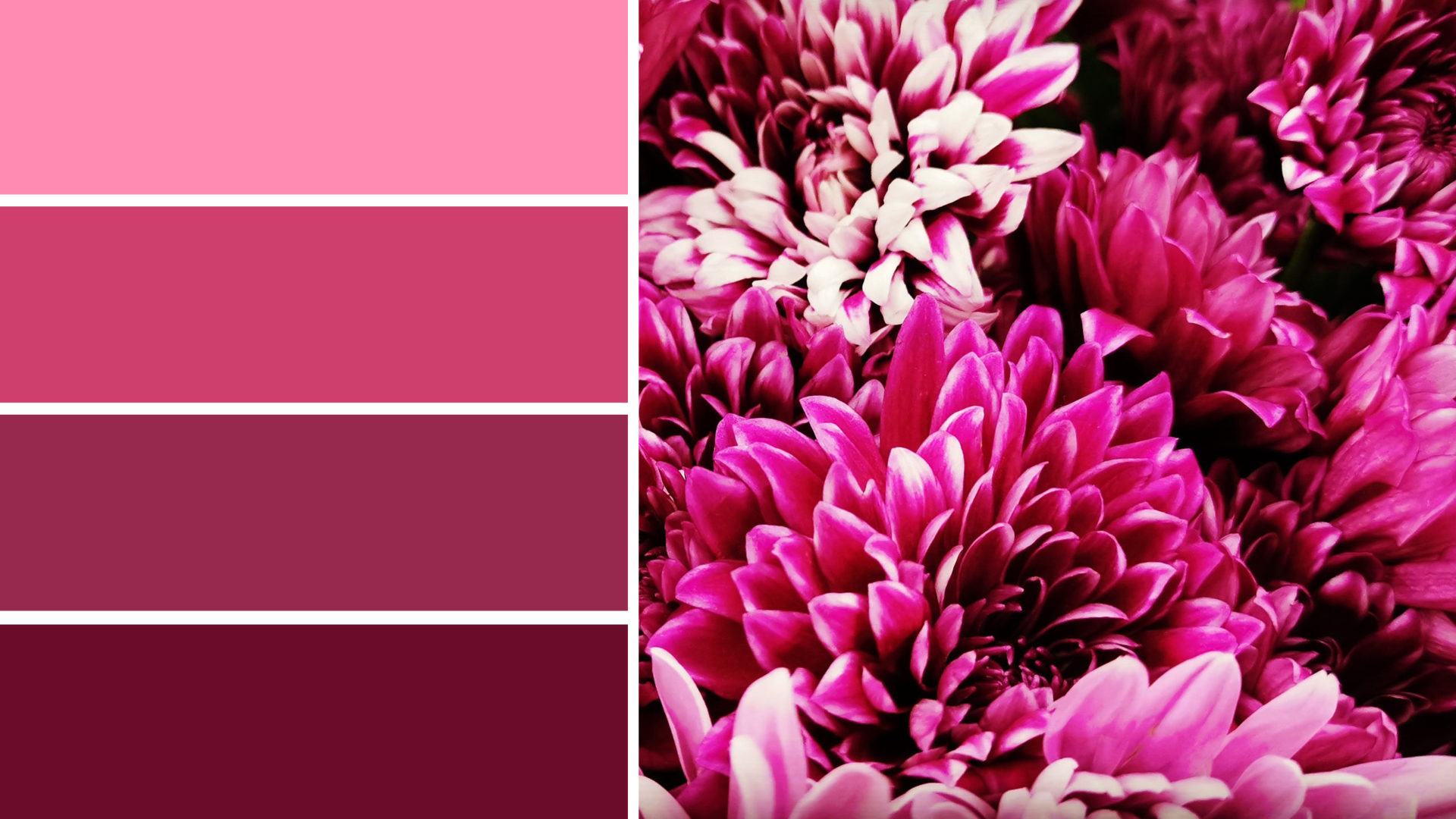 magenta farben