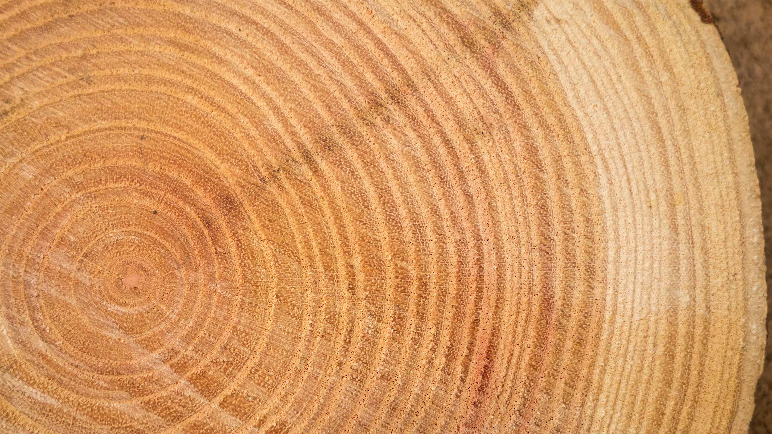 Eiche, Buche oder Teak: Möbel Holzarten im Überblick